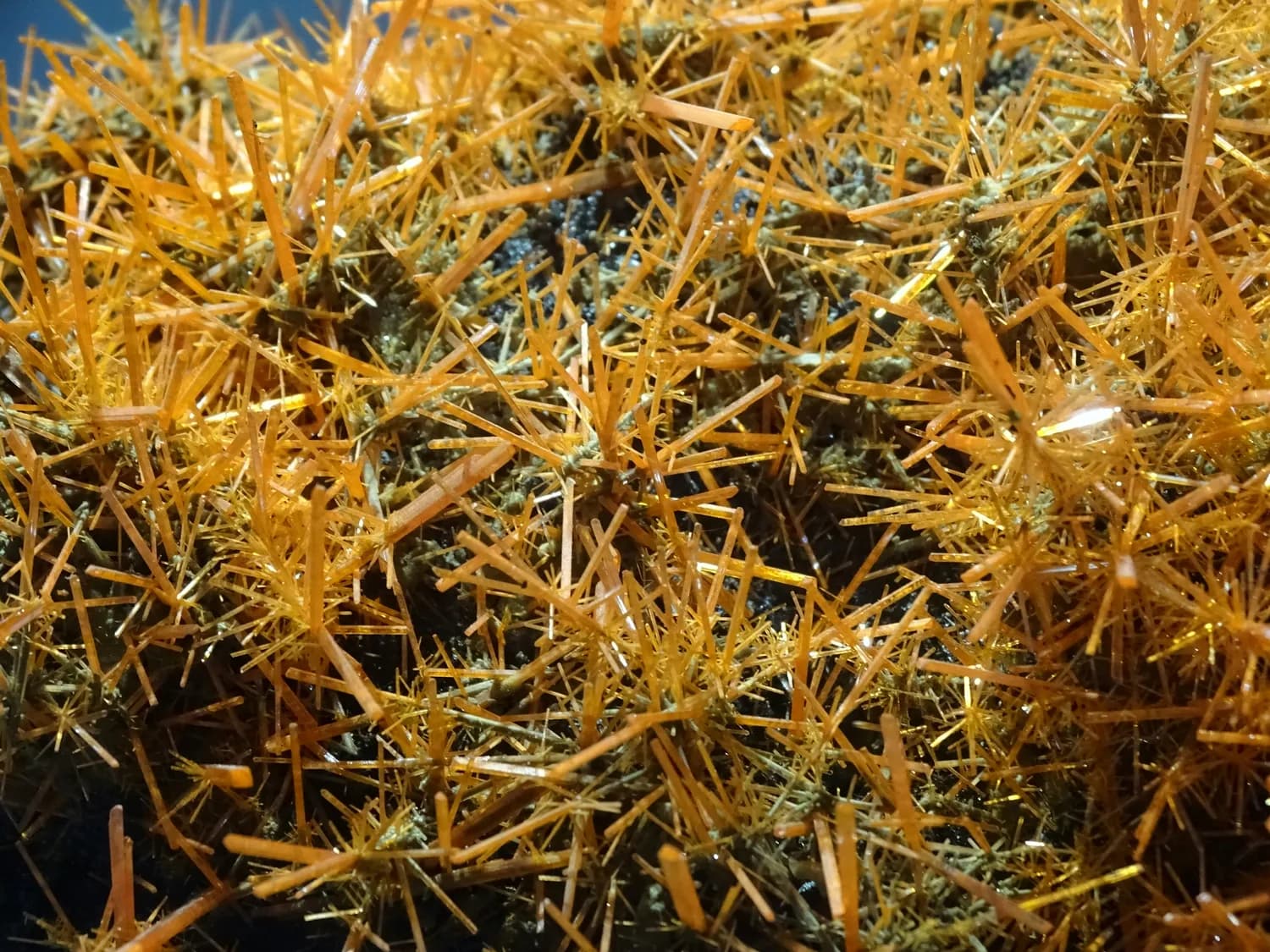 海金沙：传统中药的现代价值