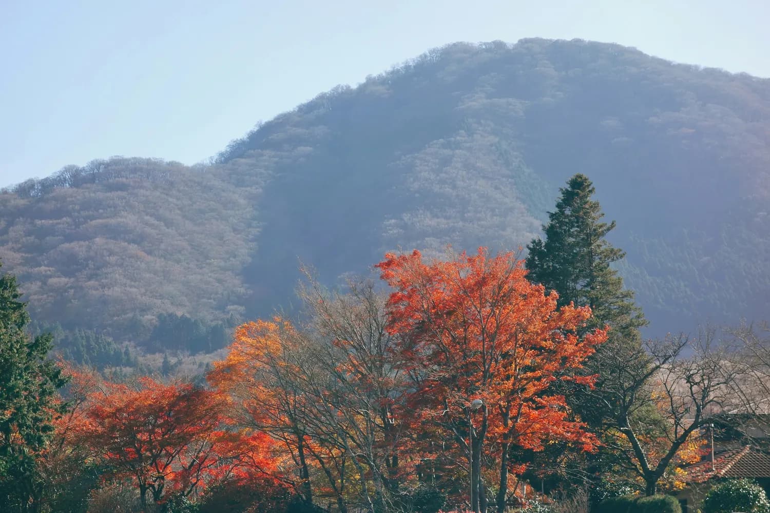 四川老峨山秋游打卡，五彩斑斓不容错过！