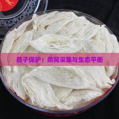 燕子保护：燕窝采集与生态平衡