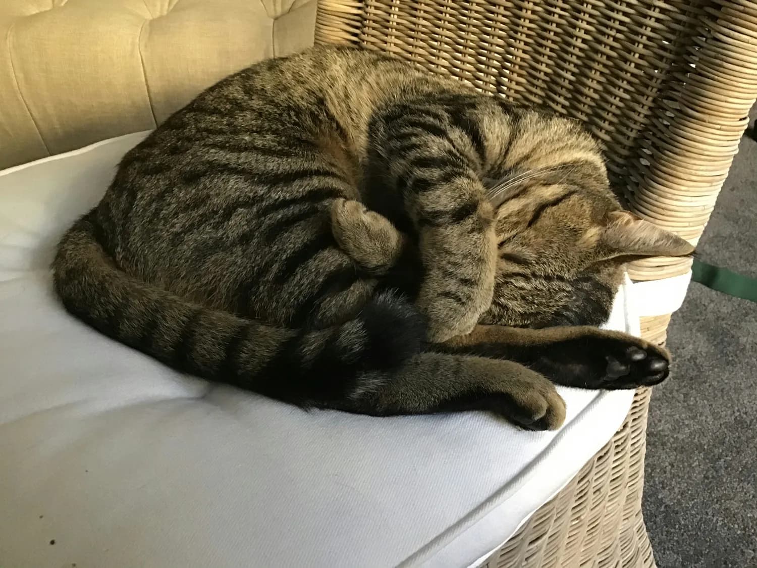 猫咪行为透露健康秘密，这些细节主人一定要知道