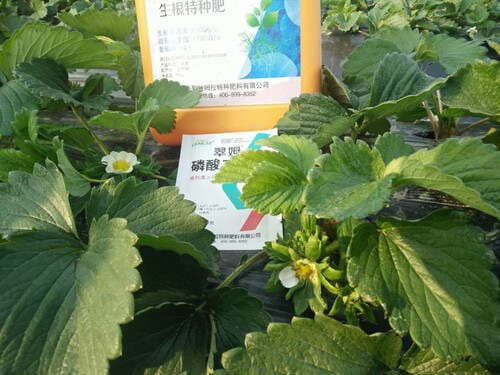无土栽培草莓营养液配方