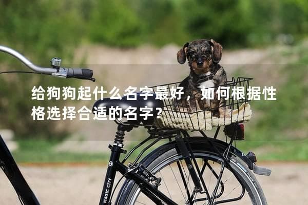 给狗狗起什么名字最好，如何根据性格选择合适的名字？