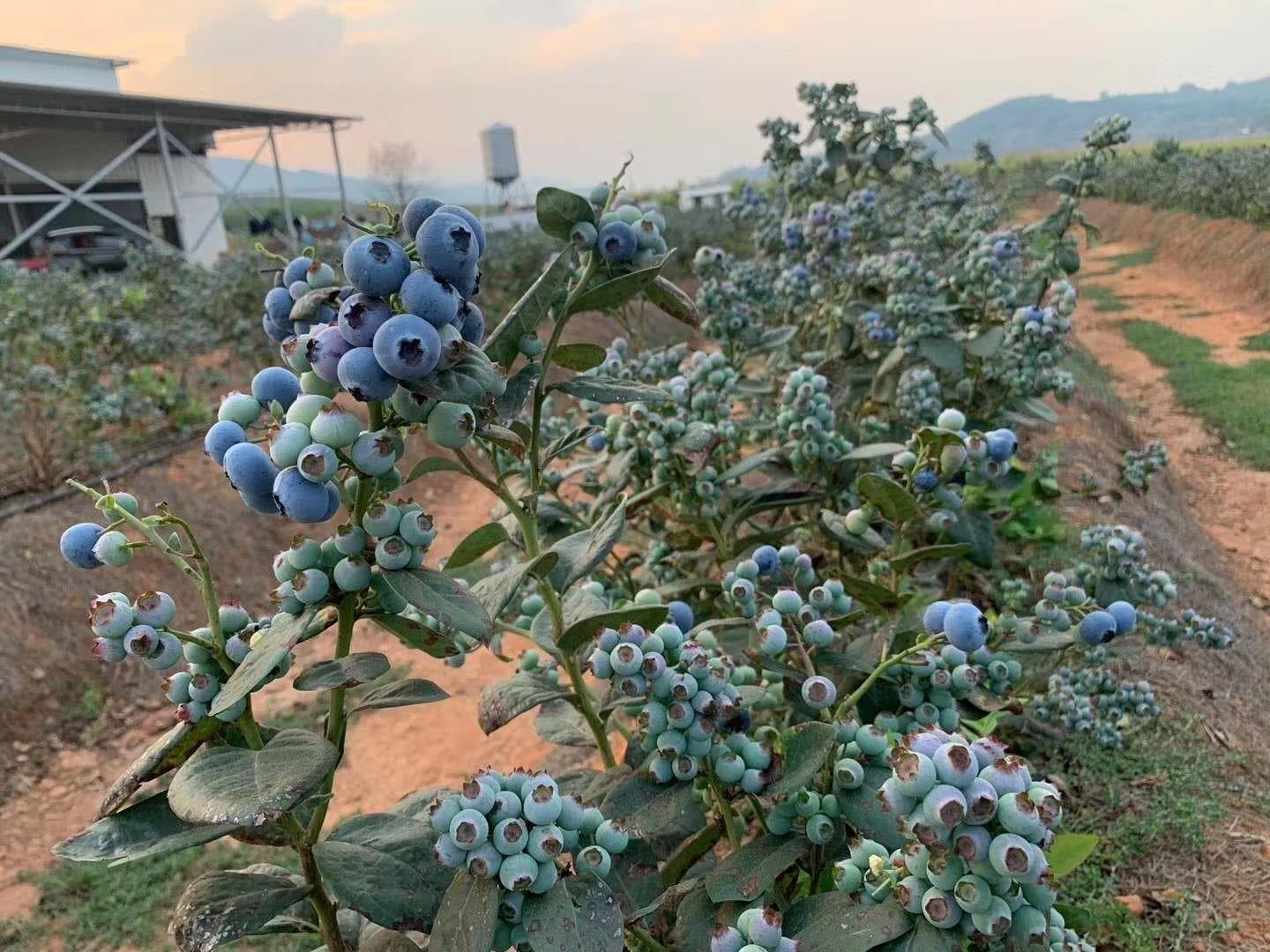 蓝莓种植土如何选择