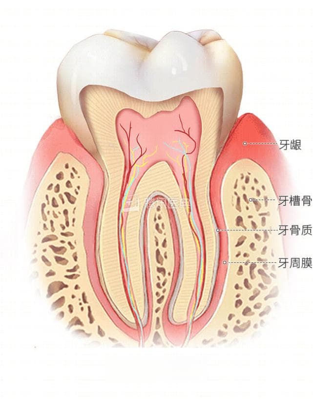 杀死牙齿的“毒药”牙周炎，只要这9种药物才能降伏，还不快收藏