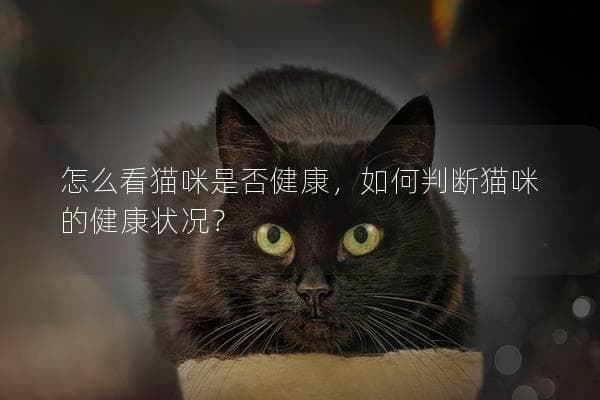如何判断猫咪的健康状况？从外观到行为的全方位指南