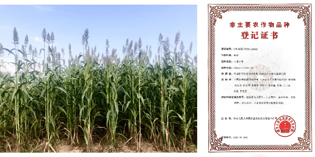 中科院培育出饲草高粱新品种，可有效缓解优质饲草供需矛盾