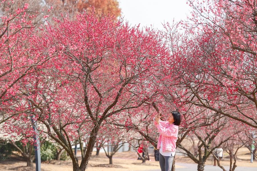 全攻略！请收好这份“上海春季赏花指南”