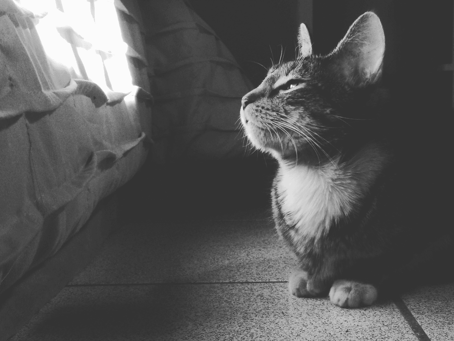 猫咪也会得抑郁症？教你读懂猫咪的食欲密码