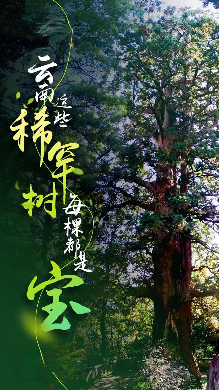 从独树成林到锦秀茶尊，云南古树名木资源居全国之首