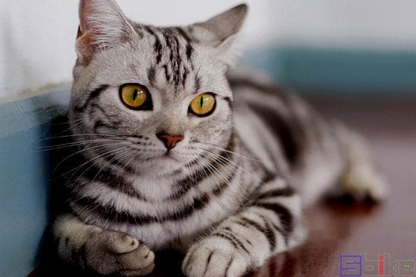 世界十大最粘人的宠物猫，有些许狗狗的性格！