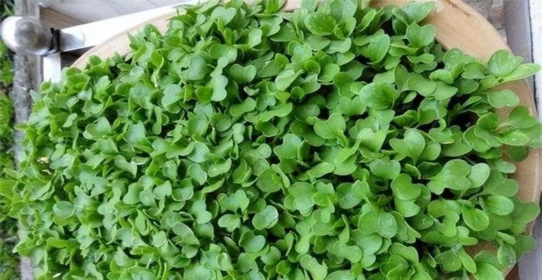 小白菜种植全攻略：从选种到采收的15个关键步骤
