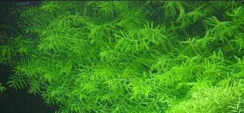 水草生长条件与特性（探究水草生长的要素及适应环境）