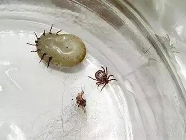 夏季户外“杀手”——蜱虫