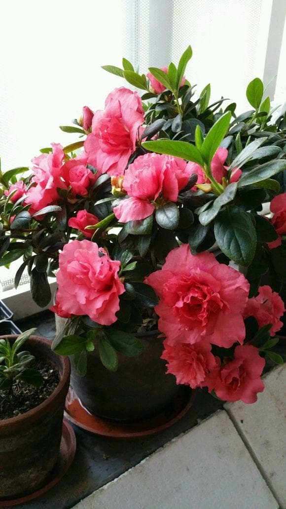怎样养杜鹃花（有关杜鹃花养殖注意事项）