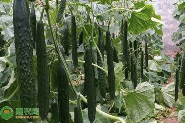 黄瓜育苗时间和方法