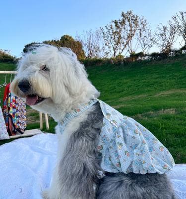 如何正确饲养萨摩耶幼犬？（以年龄大小进行调整的全面指南）