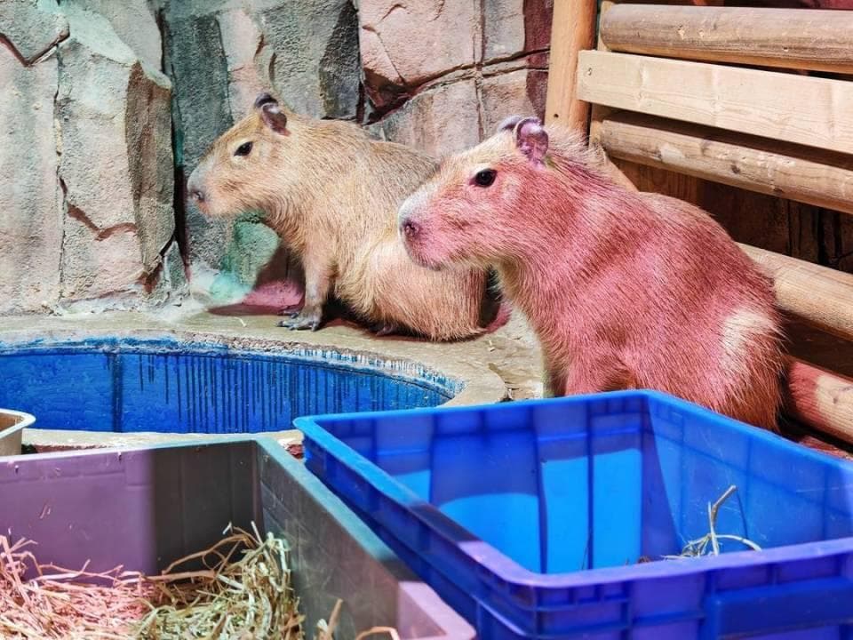 呆萌可爱、精神状态稳定的“卡皮巴拉”会伤人吗？