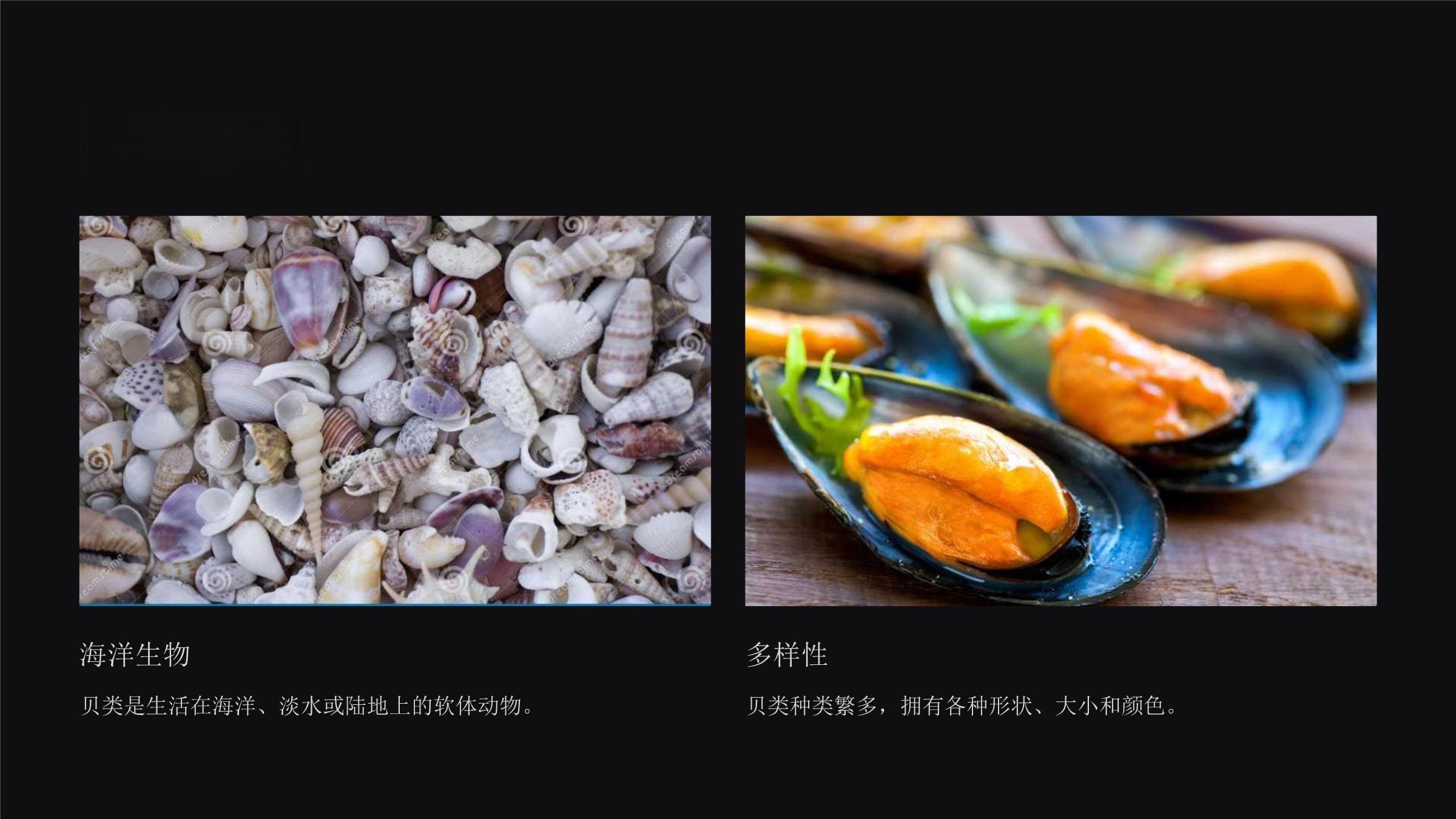 贝类的分类与应用