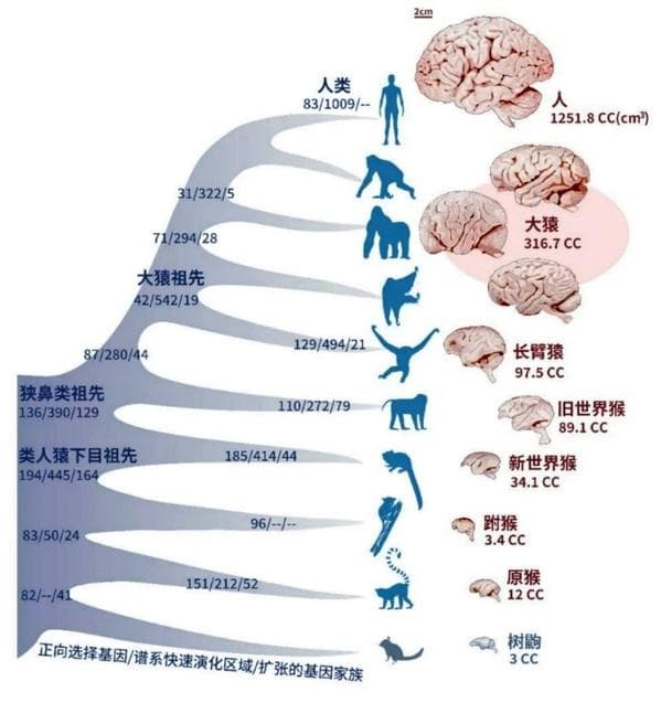 杨振纲团队揭示哺乳动物大脑皮质神经元数量增加机制