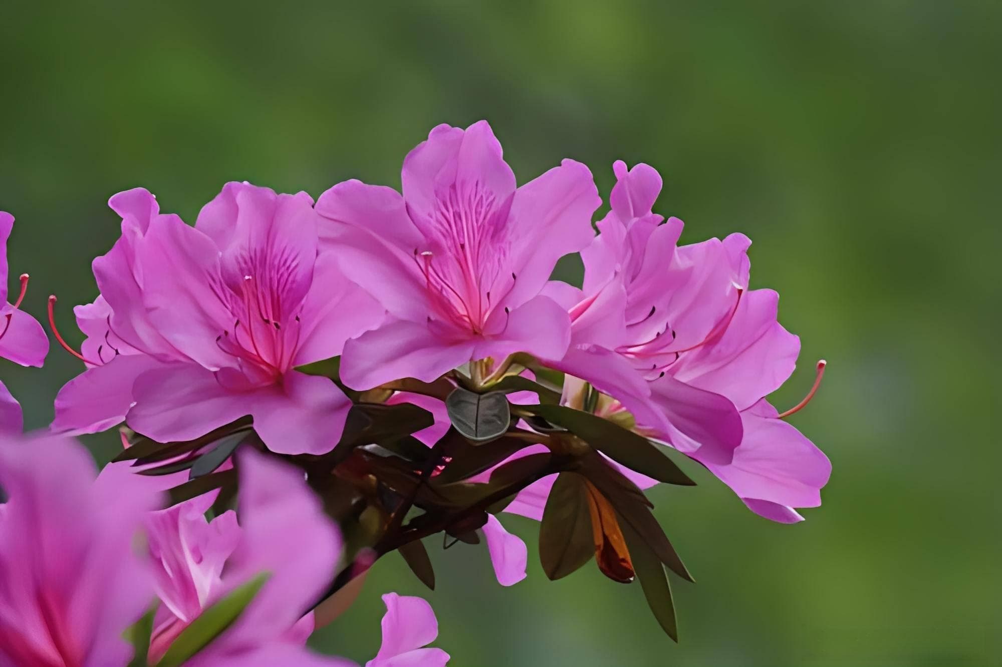 杜鹃、茶花不再难养活！掌握这几点，轻松调制酸性土壤有妙招
