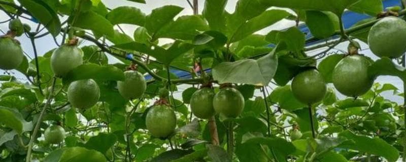 百香果什么时候成熟？不同品种有何特点？