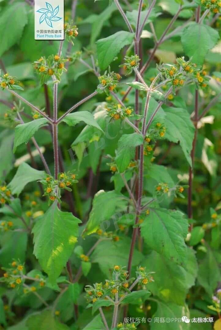 一把豨莶草，6种用法，能治疗高血压、中风、风湿痹痛等8种病症