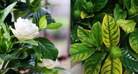 花草叶子发黄怎么办？15个实用护理技巧让植物重焕生机