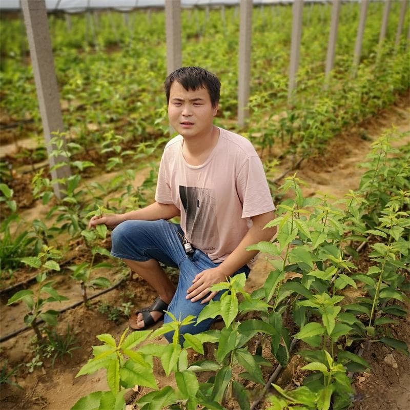 香椿苗的市场需求与价格：经济利益的保障