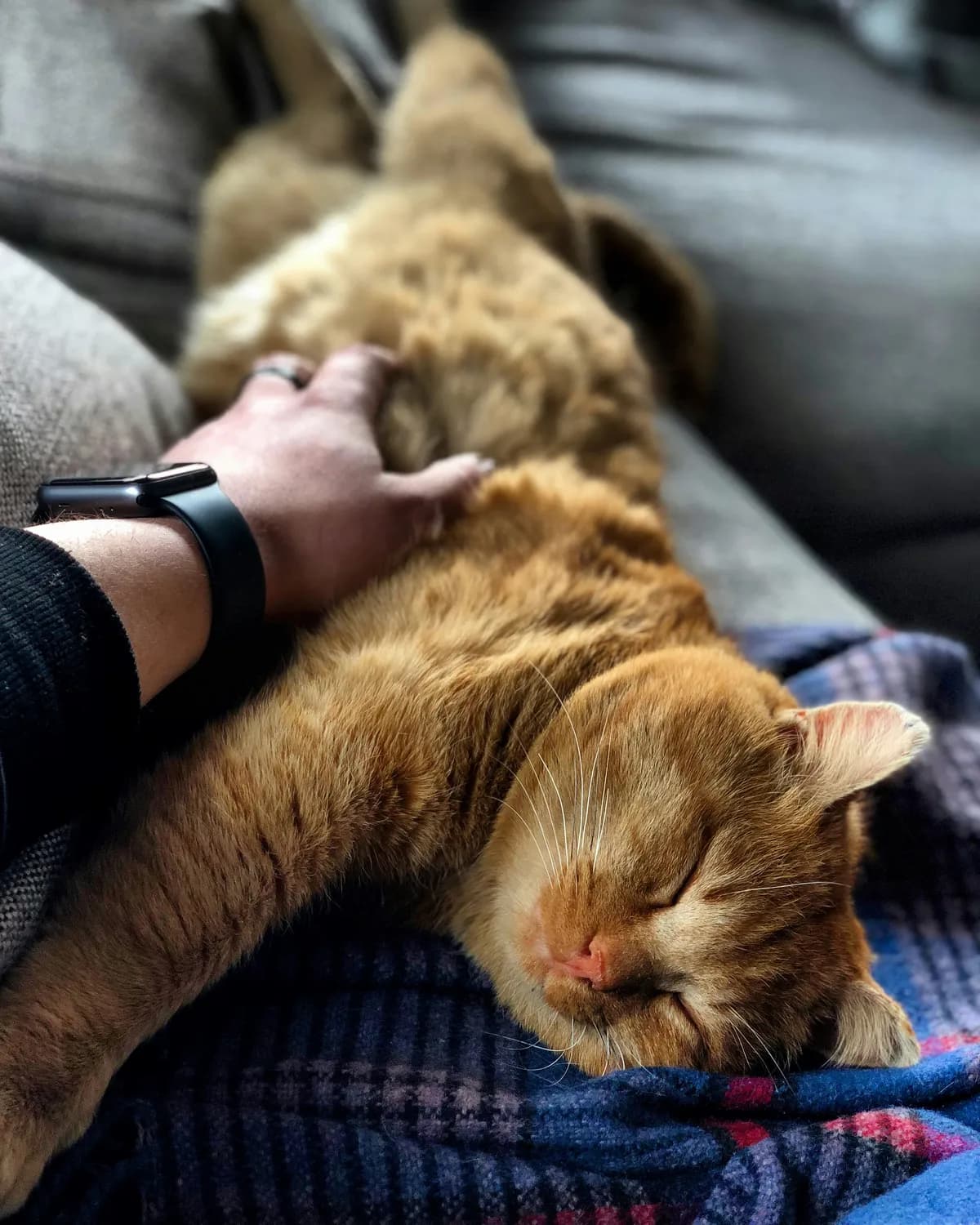 如何妥善处理宠物猫的遗体：从服务选择到情感疗愈