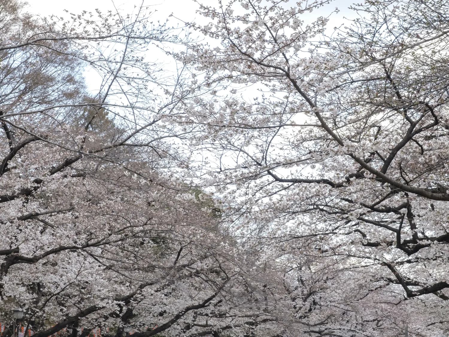 山本美月教你起个好听的日文名