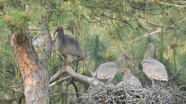 中国生物多样性保护：从朱鹮到塔里木马鹿，多方力量共筑生命家园