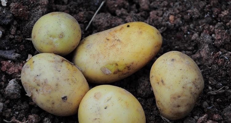 土豆——一种重要的食物植物（了解土豆的历史、特点和营养价值）