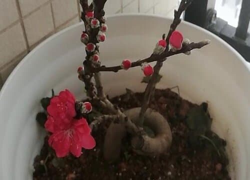 桃花的样子和特点描写