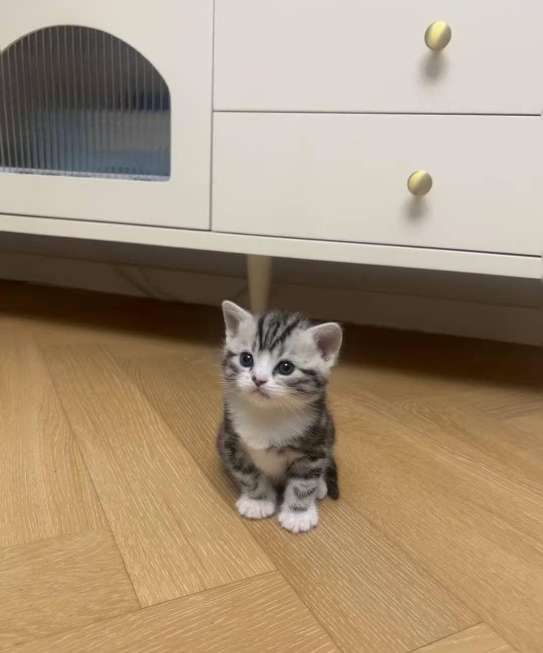 新手养猫指南：哪个品种最适合你？