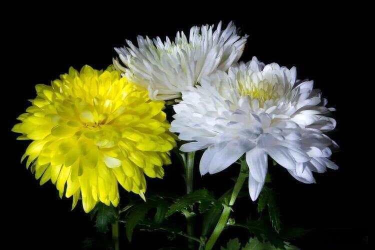 送菊花代表什么意思