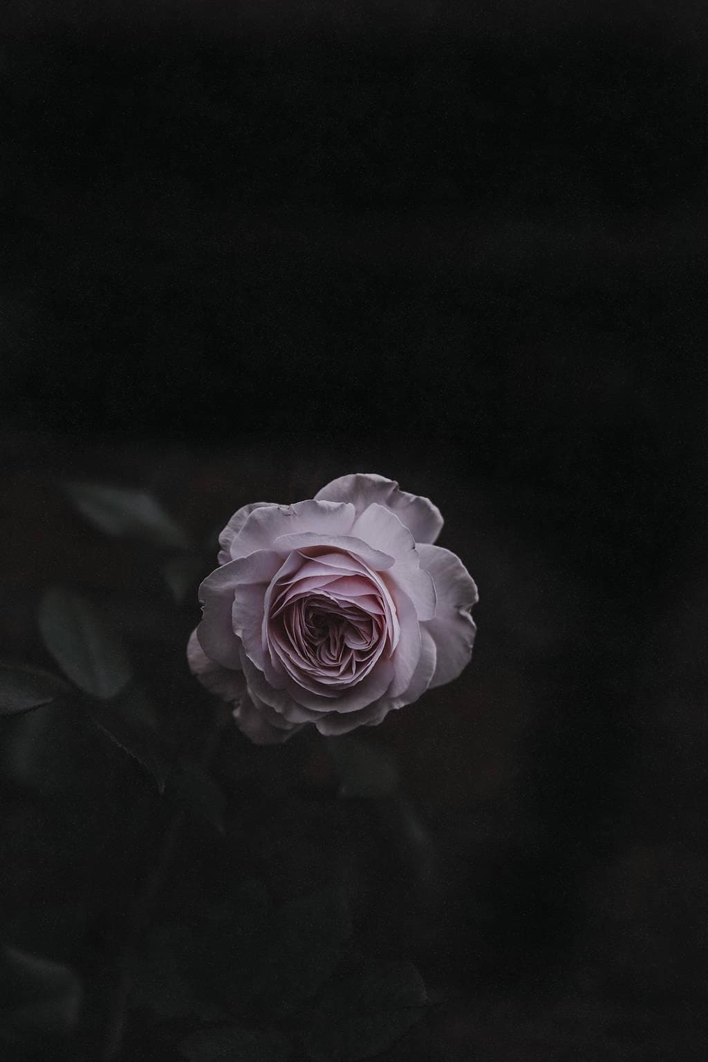 如何拍摄花卉的黑背景照片