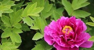 牡丹花浇水技巧全攻略：从浇水频率到施肥方法，让牡丹花更健康