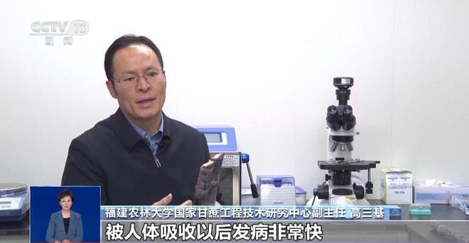 清明前后的甘蔗"毒过蛇"？专家辟谣：元凶是霉菌