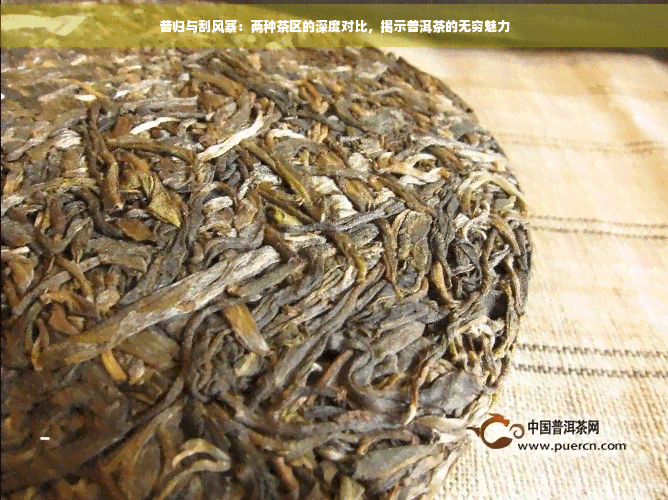 昔归与刮风寨：两种茶区的深度对比，揭示普洱茶的无穷魅力