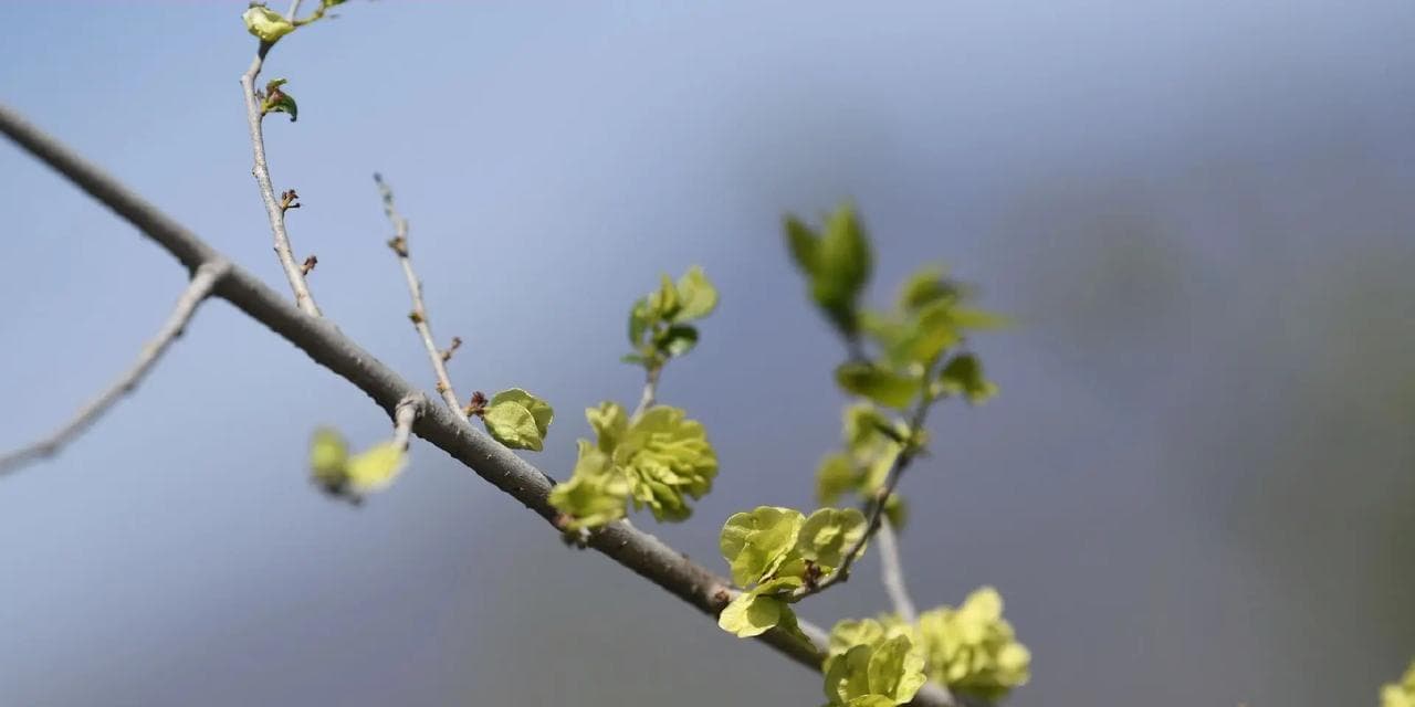 榆树开花结果时间及特点：从春天到秋季，花繁果盛