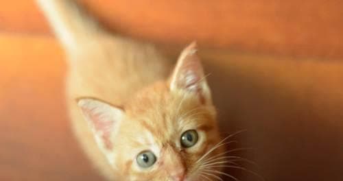 母猫食谱大揭秘：为您的母猫提供营养均衡的饮食方案