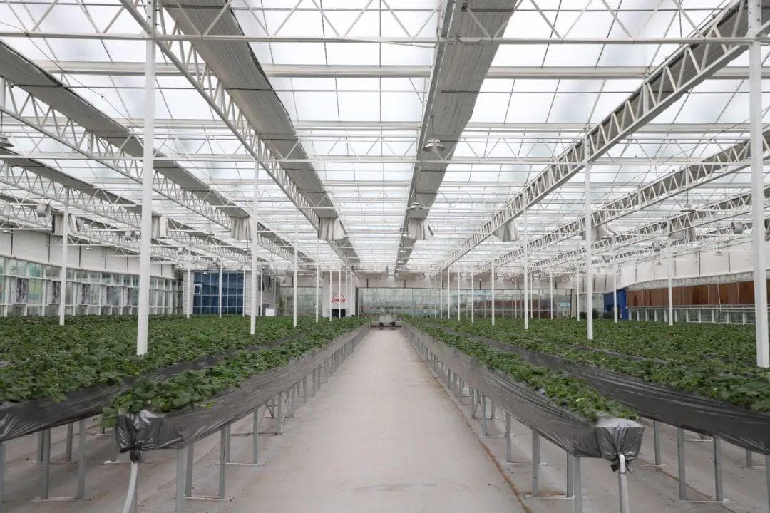 种植模式新奇特！草莓竟然上“高架”