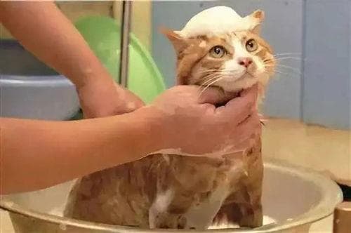 猫咪洗澡：频率与用品选择指南