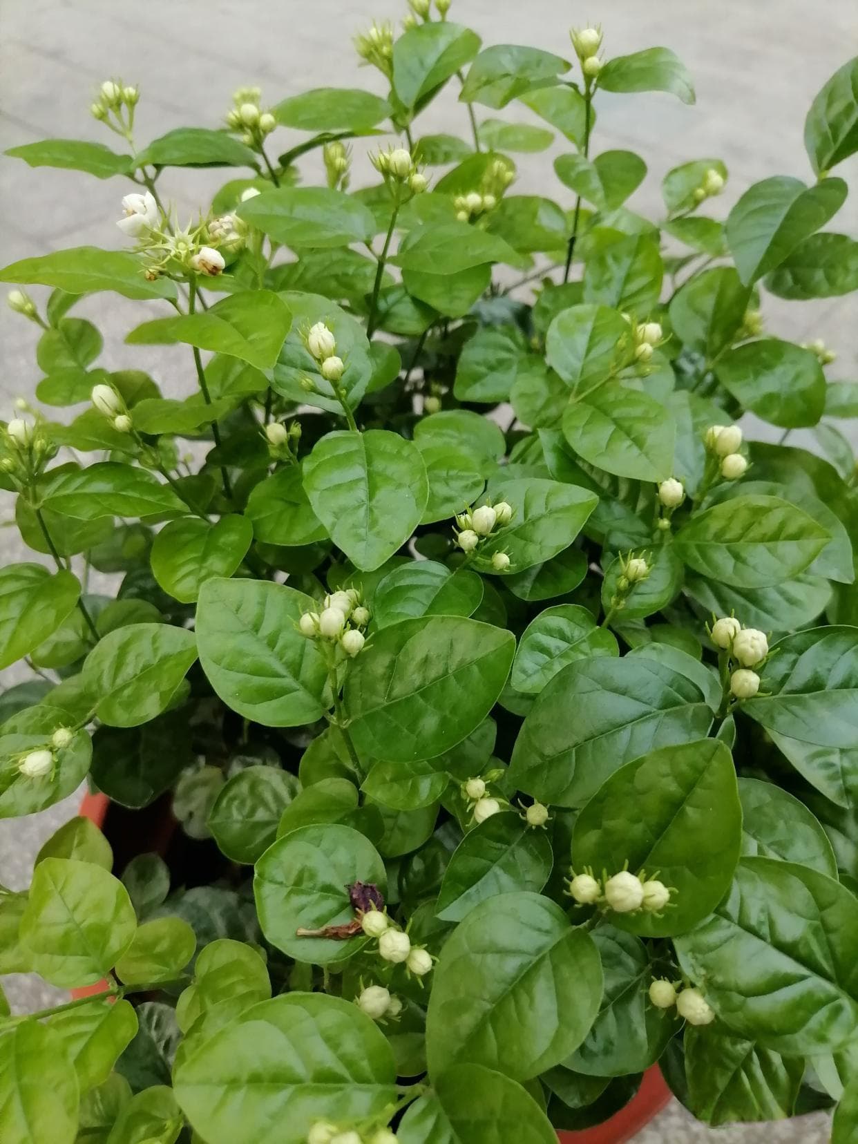 拯救茉莉花：巧用“排除法”，解决茉莉花4大“疑难杂症”