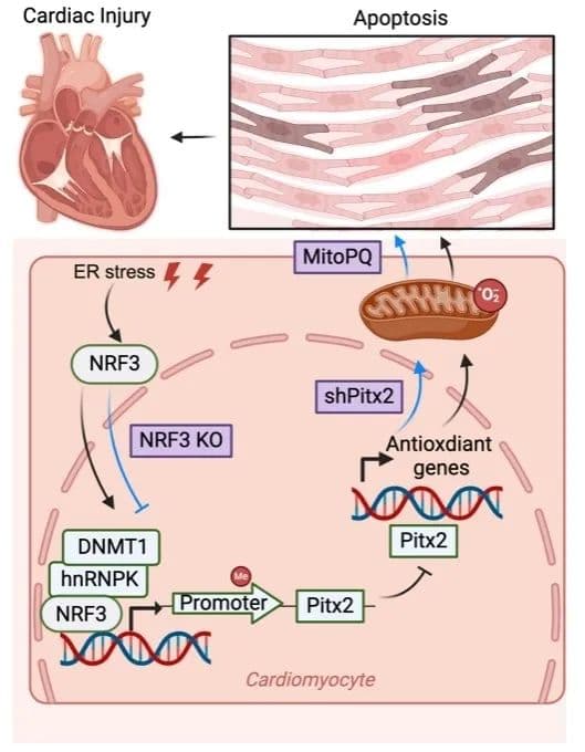 上海交大医学院团队发现心梗治疗新靶点：Nrf3-Pitx2通路