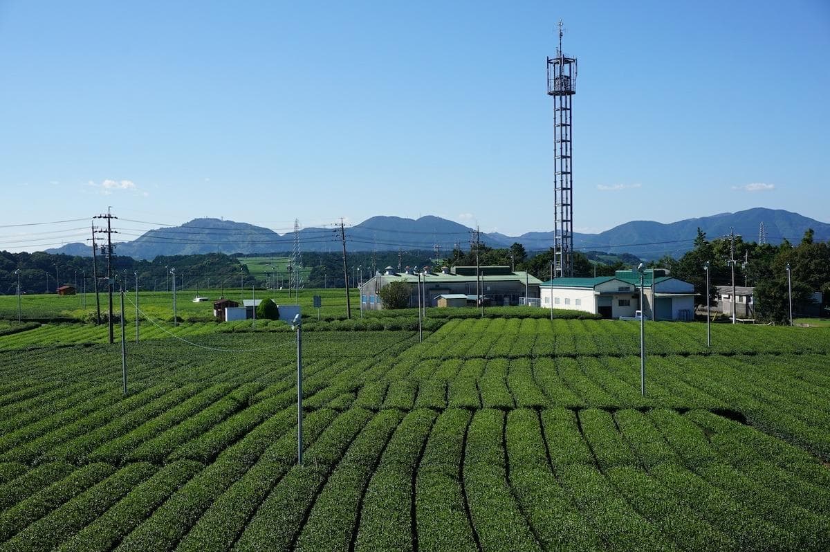 靜岡縣美食之旅：從新鮮芥末到多汁海鮮