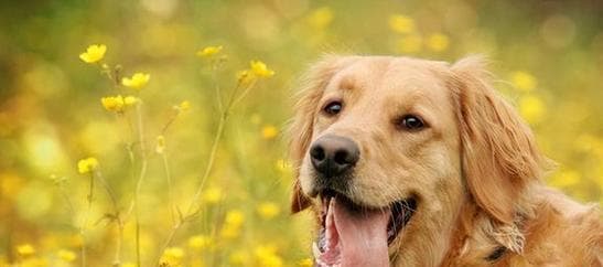 如何饲养健康快乐的金毛寻回幼犬（注意事项让你成为优秀的金毛主人）