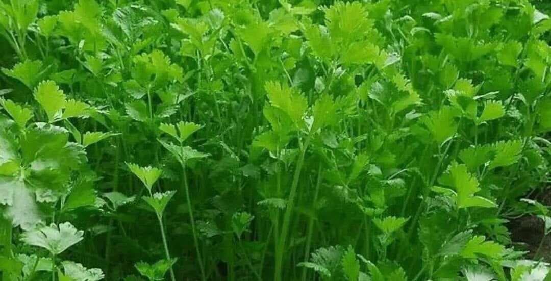香菜：被误解的“超级食物”，它对健康的惊人好处你知道吗？