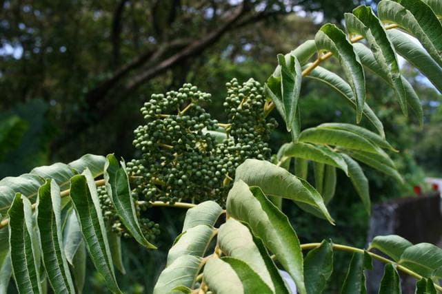 重阳时节话茱萸
