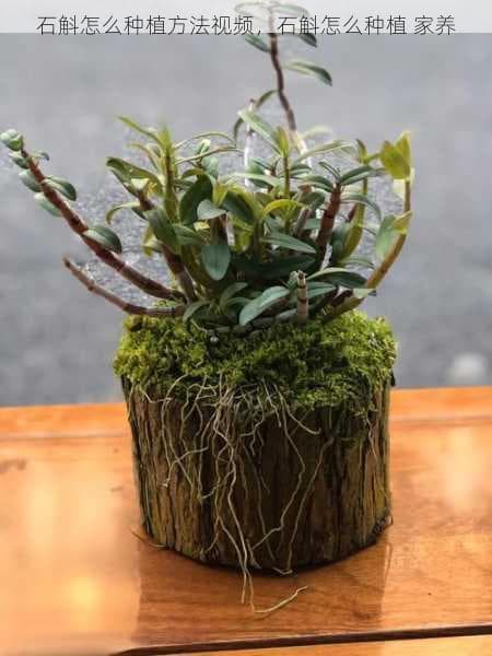 石斛怎么种植方法视频，石斛怎么种植 家养